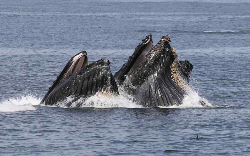 Observation des baleines