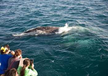 Croisière d’observation des baleines et dauphins