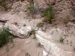 Paria Rimrocks Toadstool Hoodoos