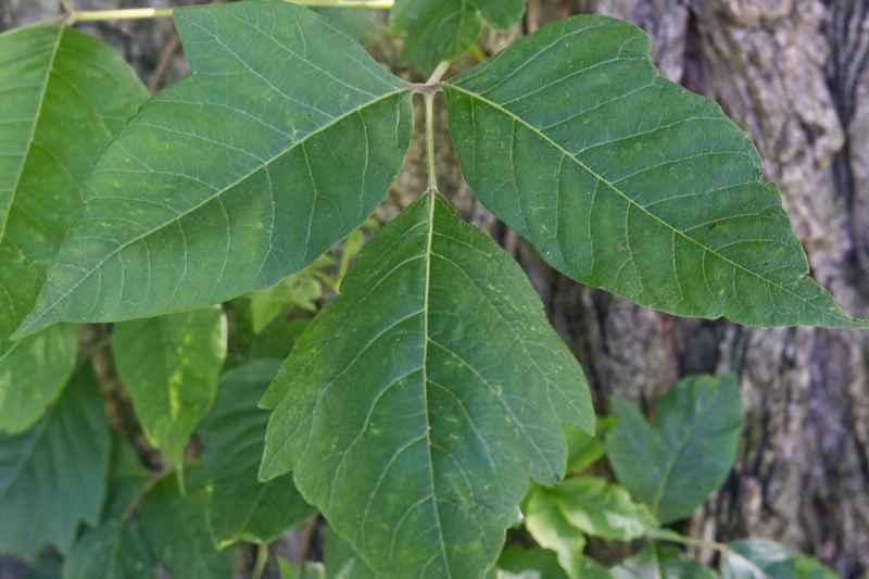 Poison oak