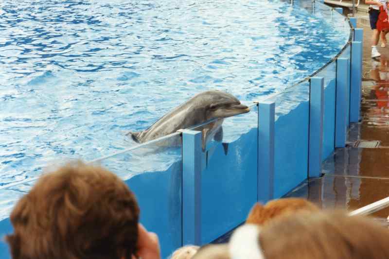 Spectacle de dauphins