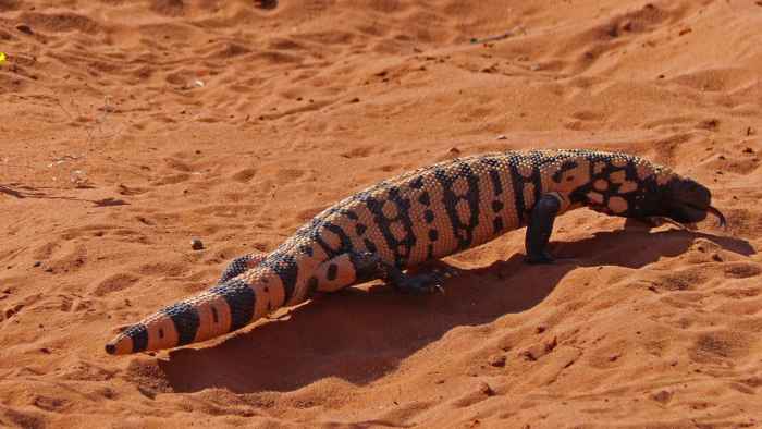 Gila monster