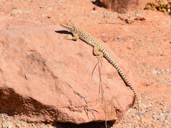 Lézard Arches National Park