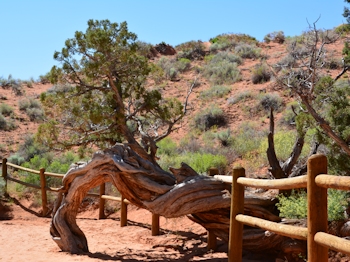 Arbre noueux  Arches National Park