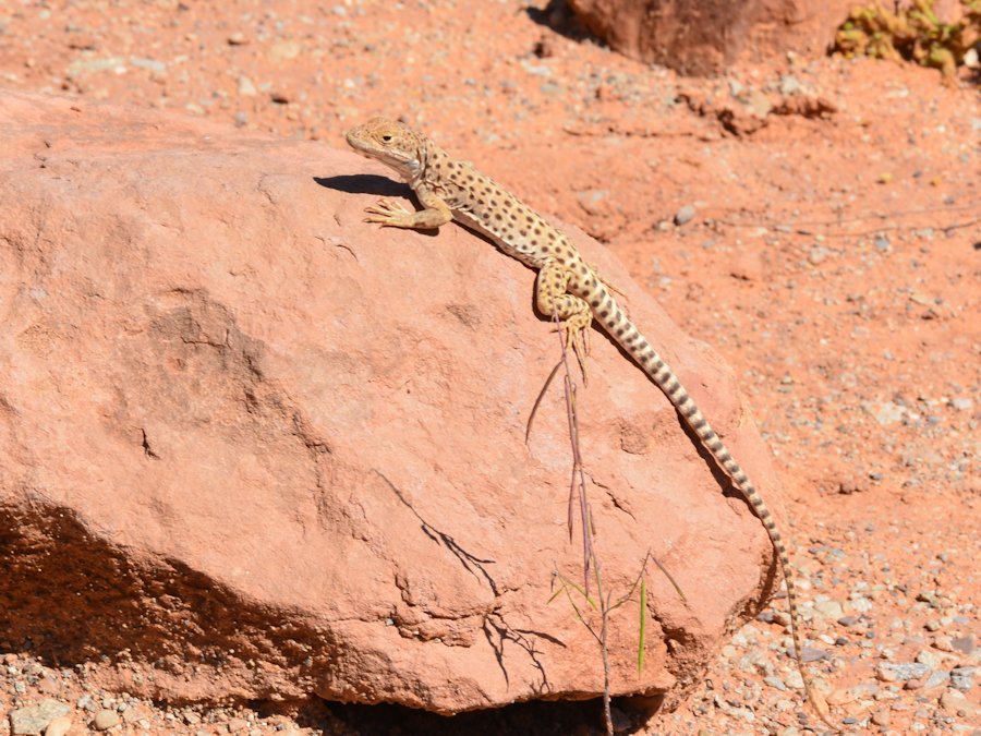 Lézard Arches National Park