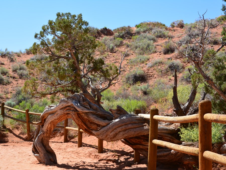 Arbre noueux  Arches National Park