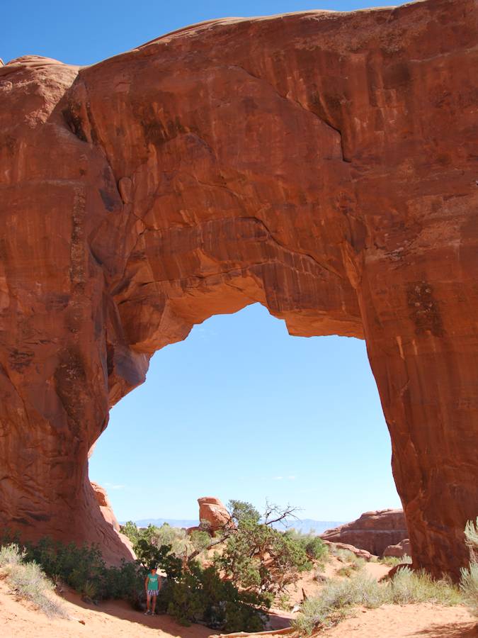 Pine Tree Arch