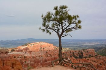 Arbre avec racines Bryce Canyon