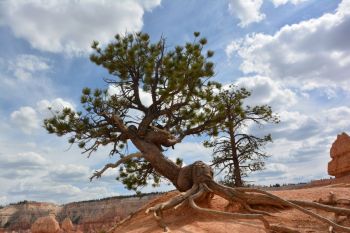 Arbre avec racines Bryce Canyon