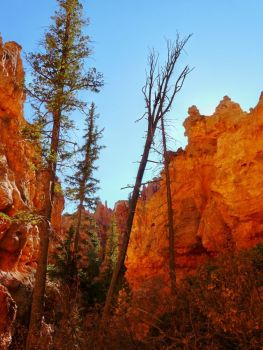 Bryce Canyon