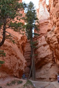 Navajo Queens Garden Loop