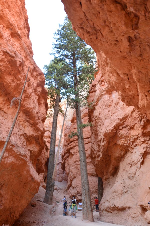 Arbre Navajo Queens Garden Loop