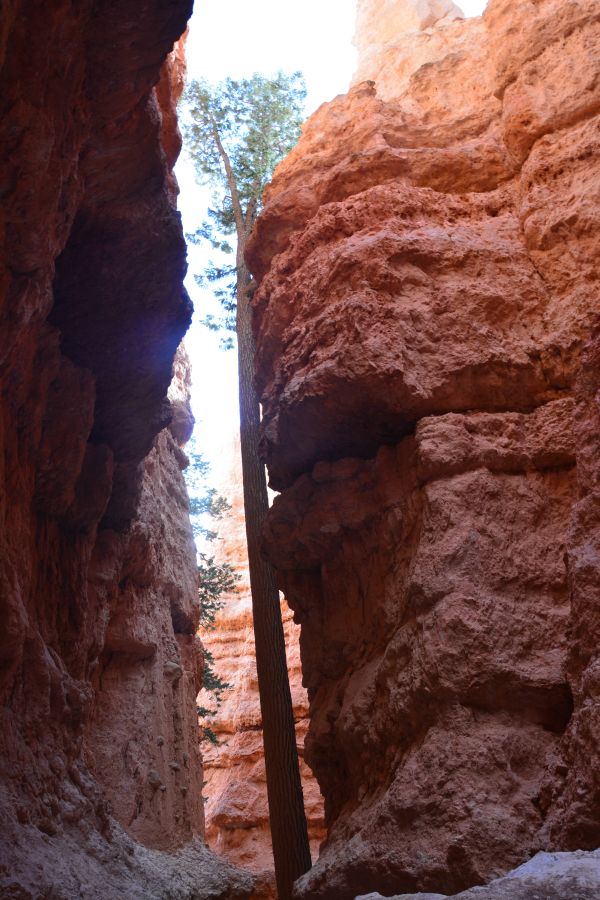 Navajo Queens Garden Loop