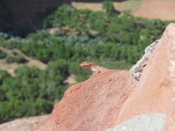 Canyon de Chelly lézard