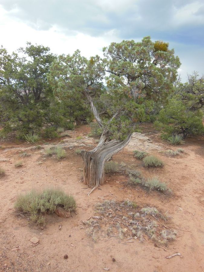 Arbre Canyon de Chelly