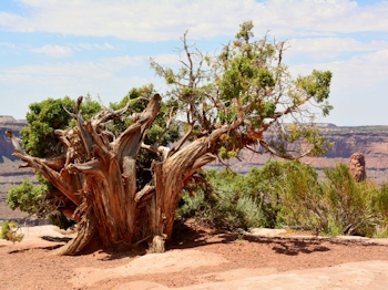 Arbre Dead Horse Point