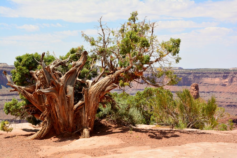 Arbre Dead Horse Point