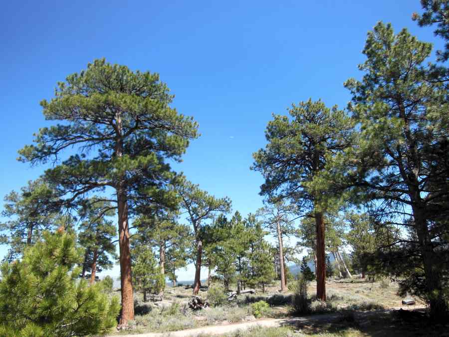 Flaming Gorge forêt