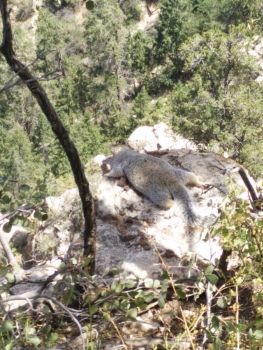 Ecureuil se rafraichissant au Grand Canyon