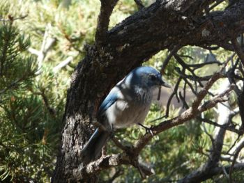 Oiseau Grand Canyon