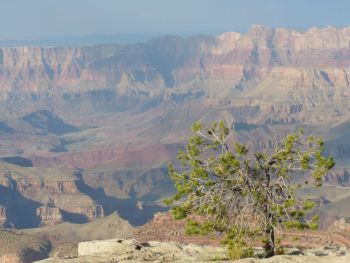 Arbre Grandview