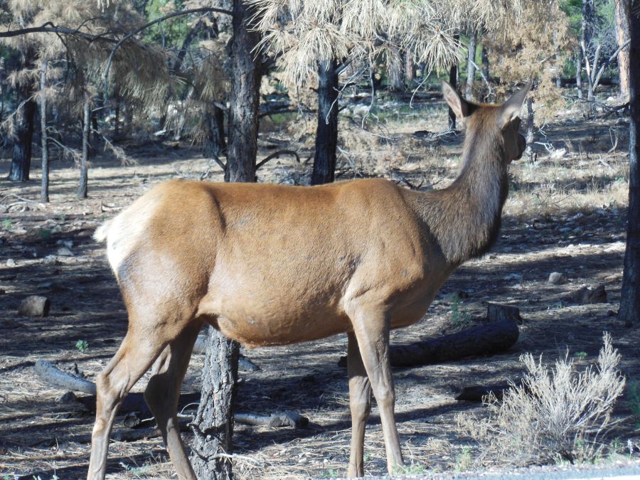 Biche Grand Canyon