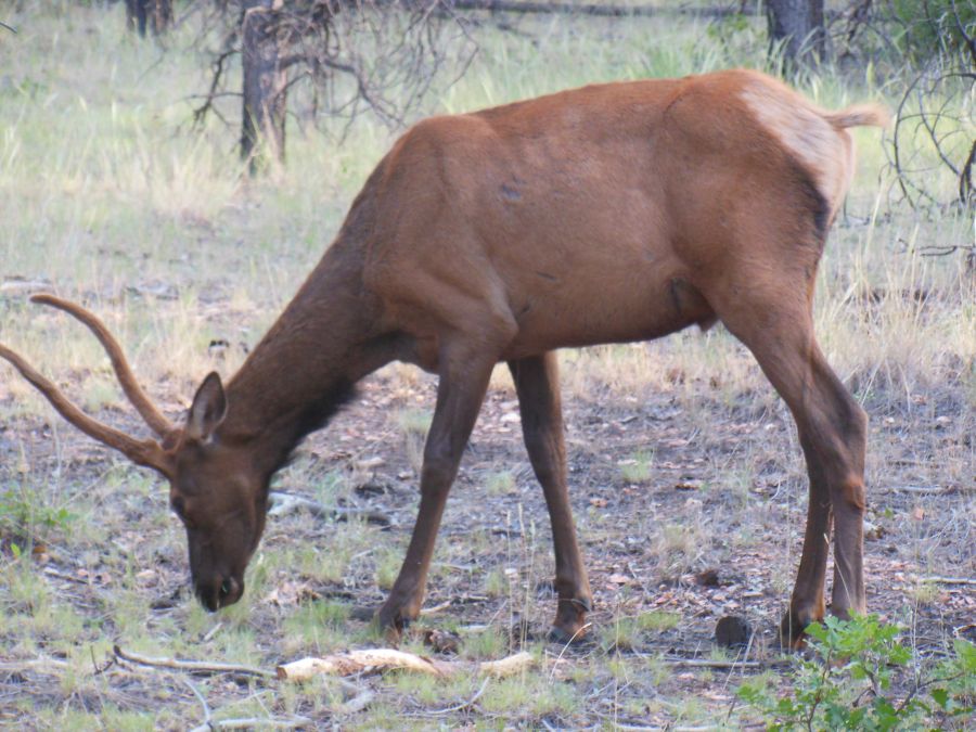 Cerf Grand Canyon