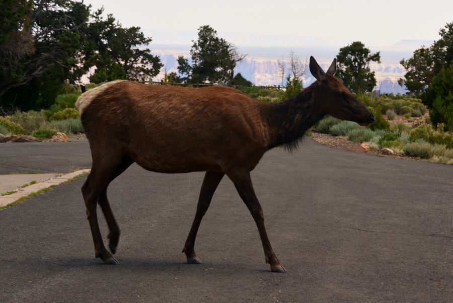 Cerf Grand Canyon