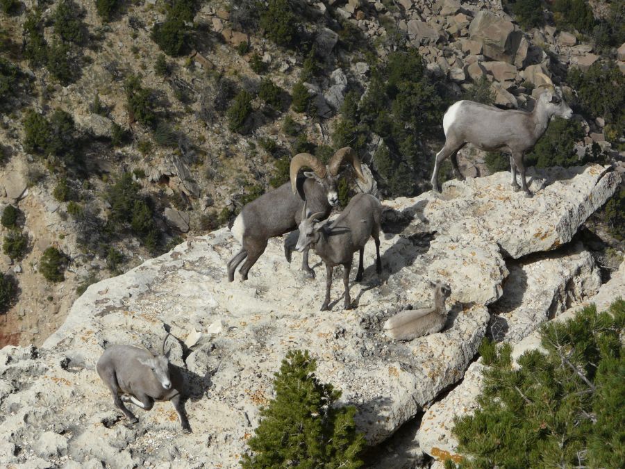 Mouflons Grand Canyon