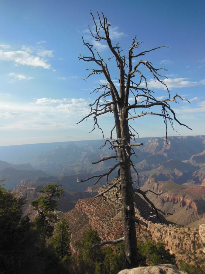 Arbre mort Grandview