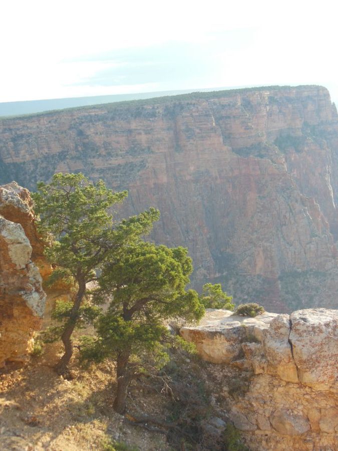 Arbre Lipan Point