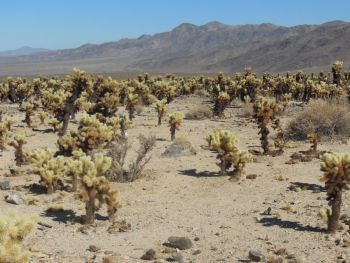 Cholla Cactus Garden desert