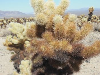 Gros plan sur un Cholla Cactus
