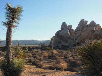 Hidden Valley cactus et rocher