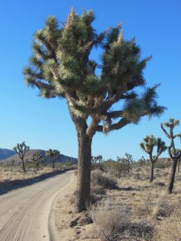 Joshua Tree cactus