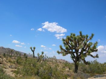 Joshua Tree