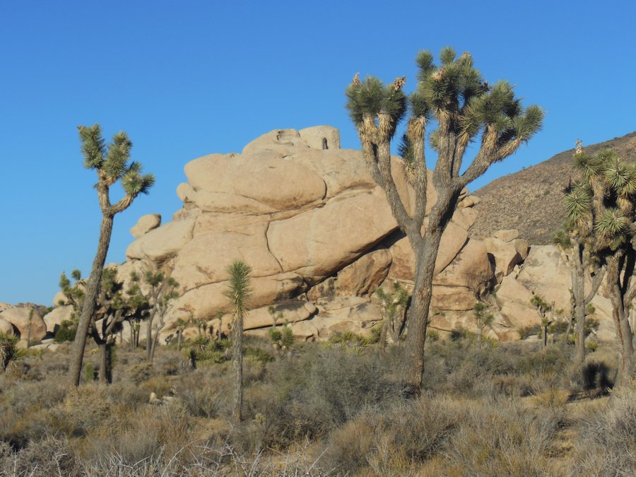 Cap Rock cactus