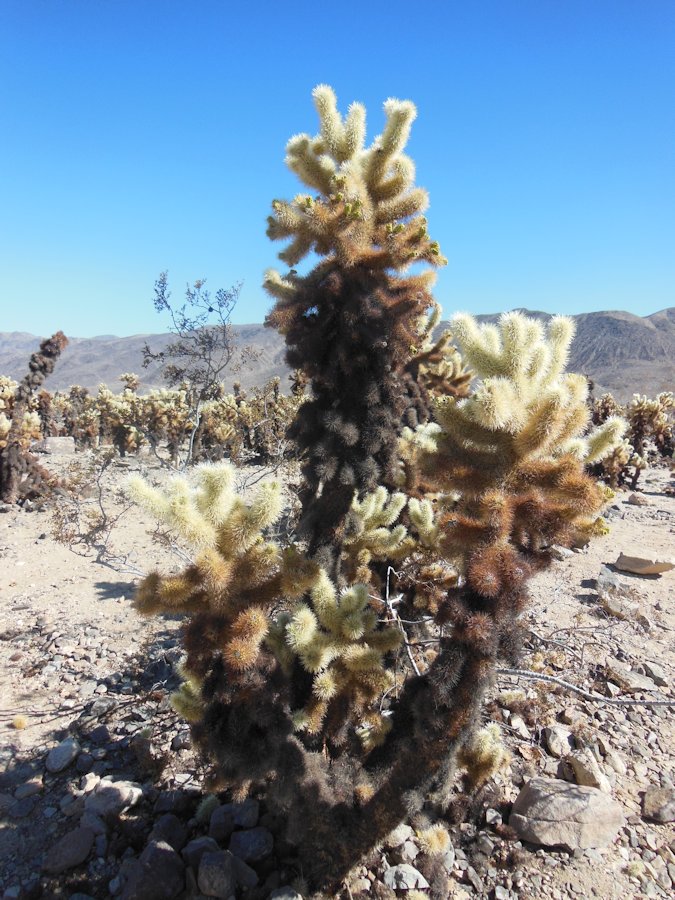 Cholla Cactus