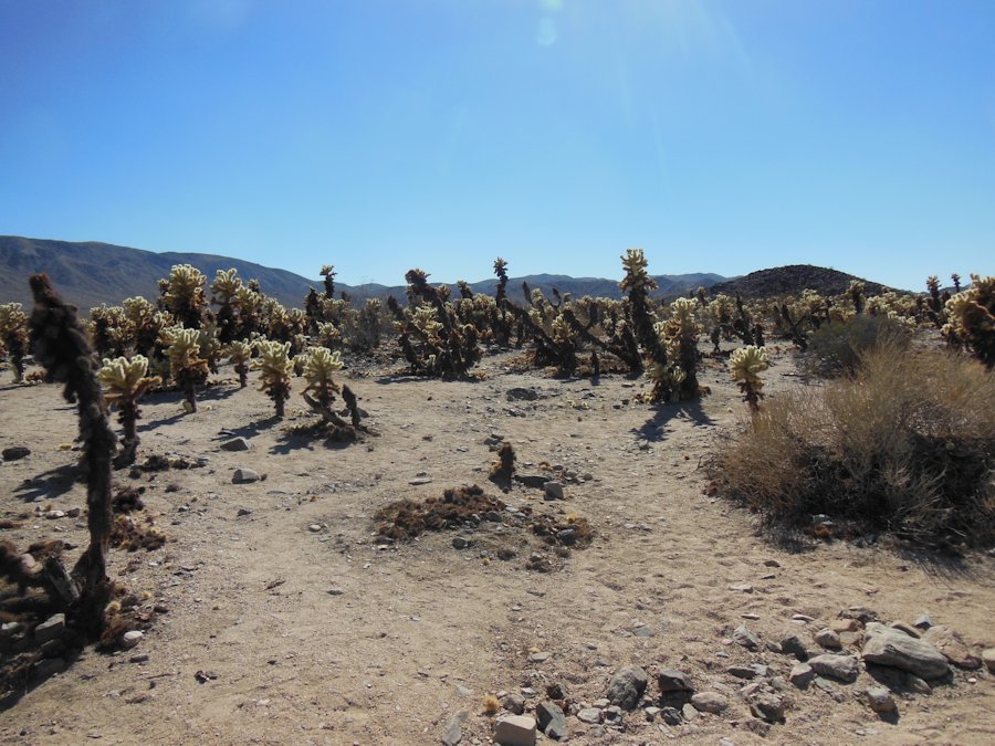 Cholla Cactus Garden