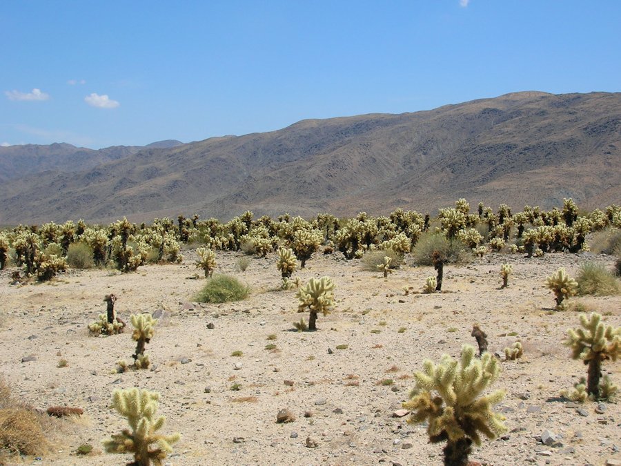 Cholla Cactus Garden desert