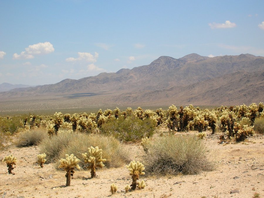 Cholla Cactus Garden desert