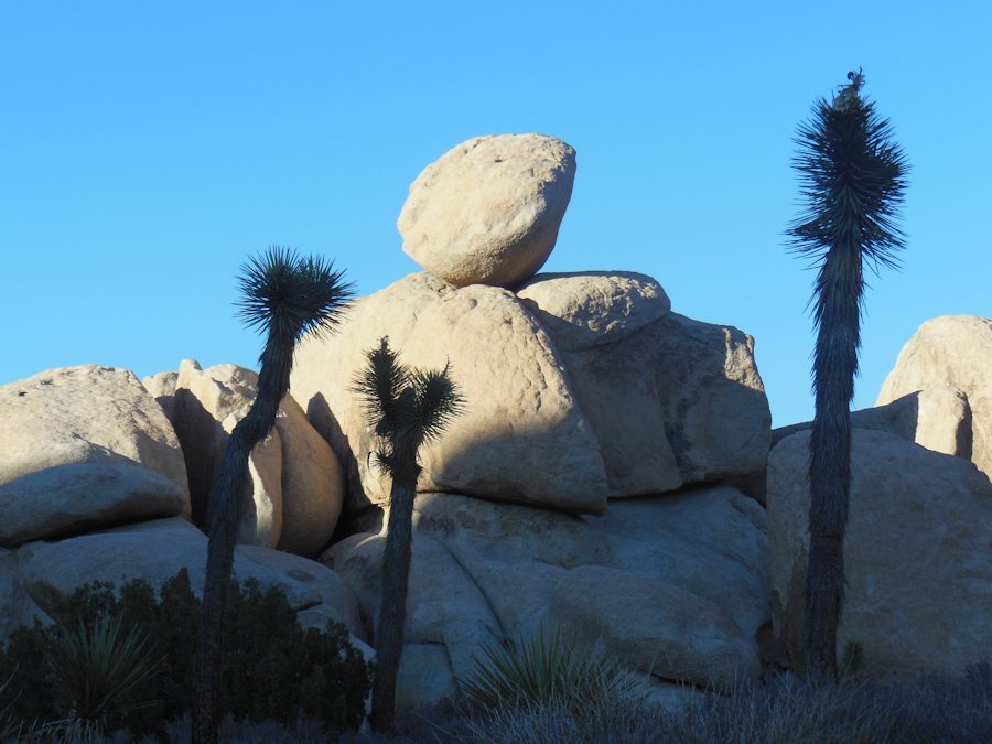 Hidden Valley cactus