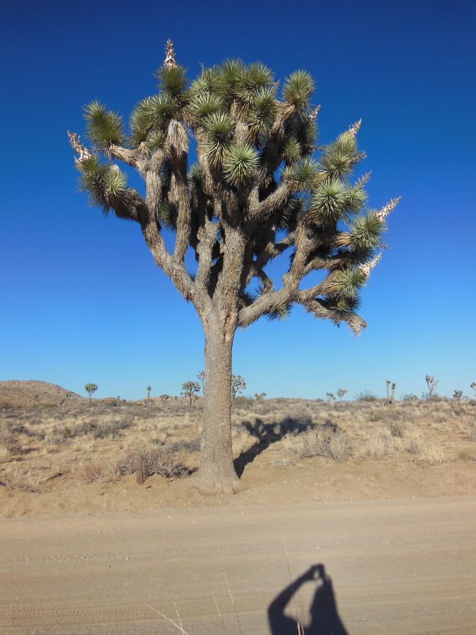 Arbre de Joshua Tree