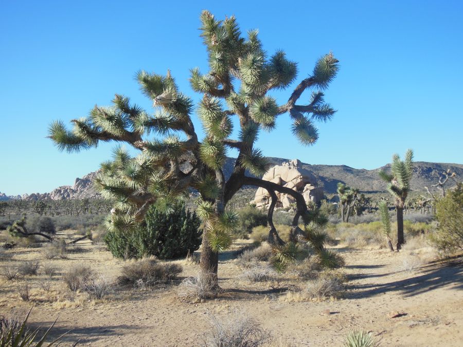 Arbre de Joshua Tree