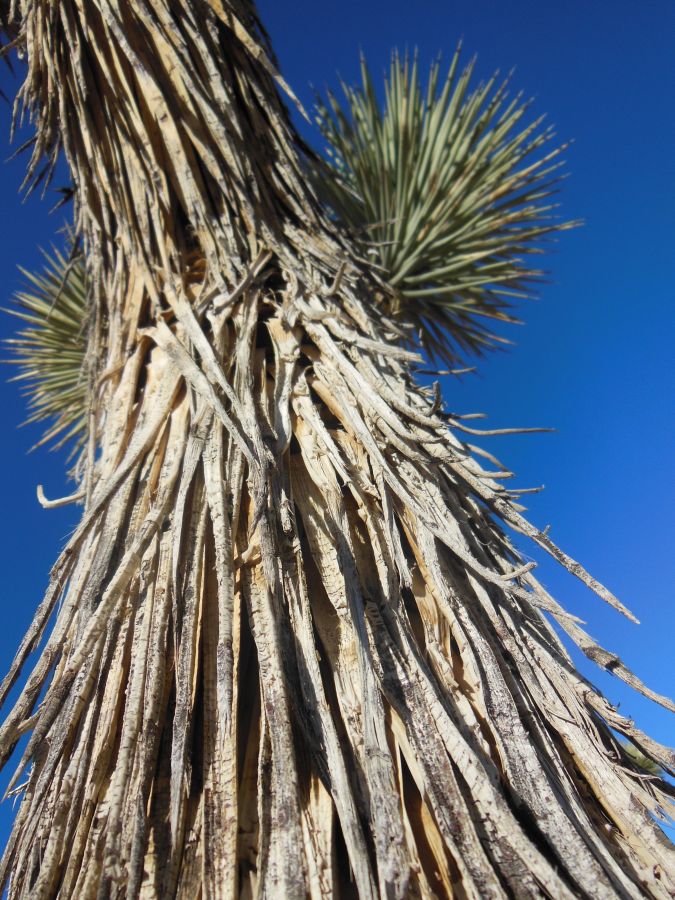 Joshua Tree tronc cactus
