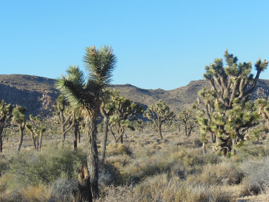 Joshua Tree foret de cactus