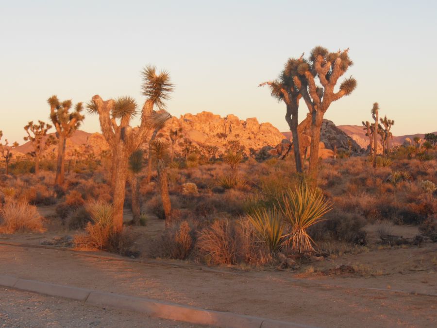 Joshua Tree couché de soleil