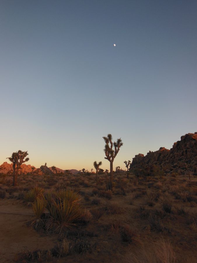 Joshua Tree couché de soleil