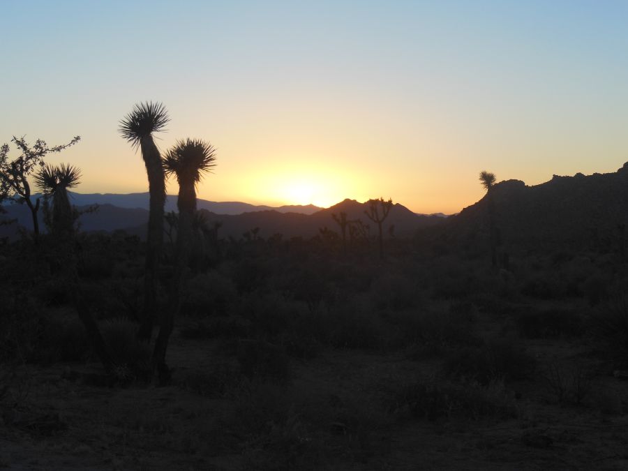 Joshua Tree couché de soleil