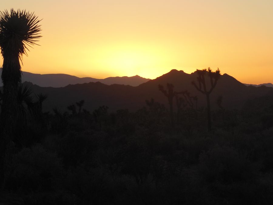 Joshua Tree